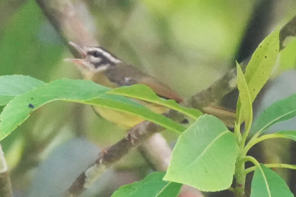 Three-striped Warbler - ML646131595