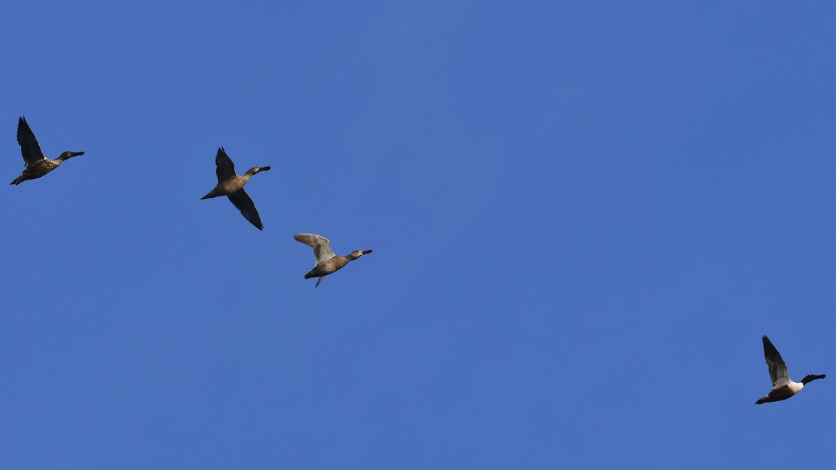 Халбага нугас - ML646131600