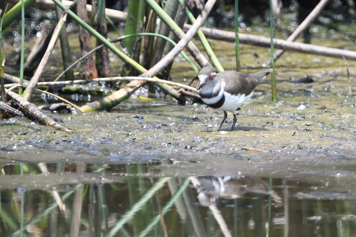 Dreiband-Regenpfeifer - ML646131602