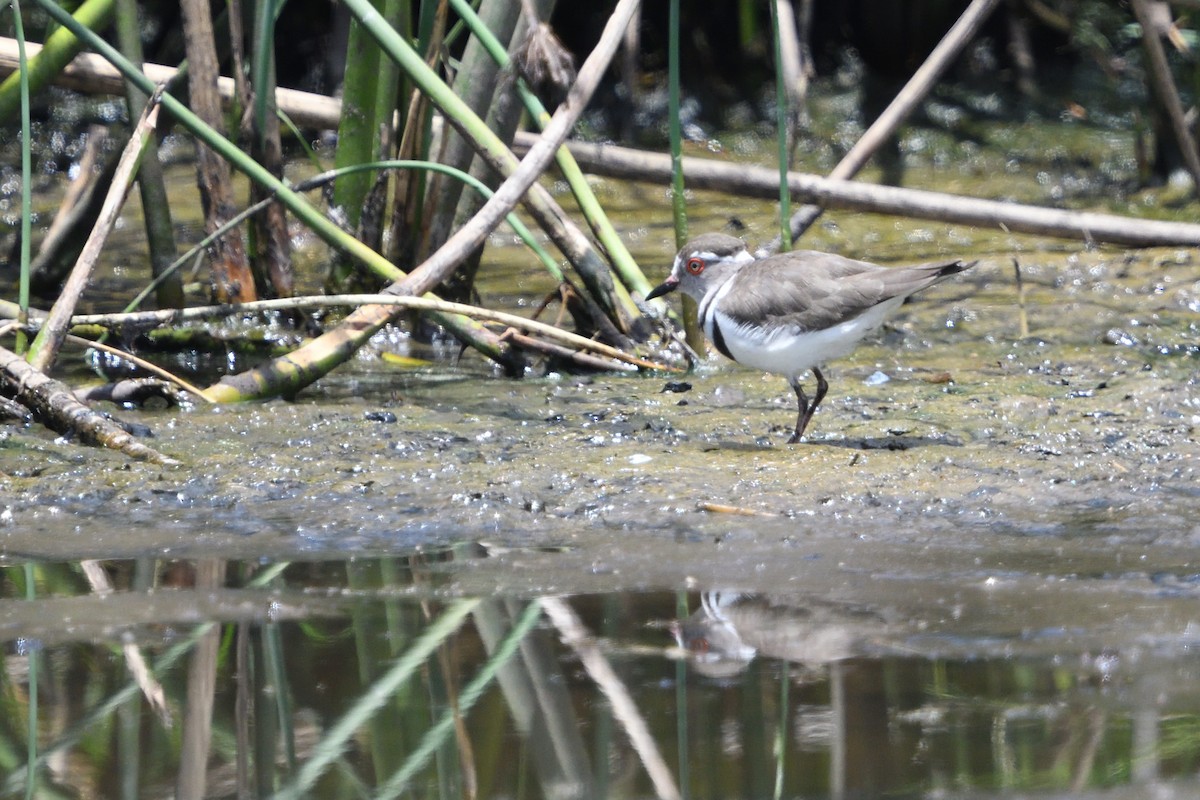 Dreiband-Regenpfeifer - ML646131603