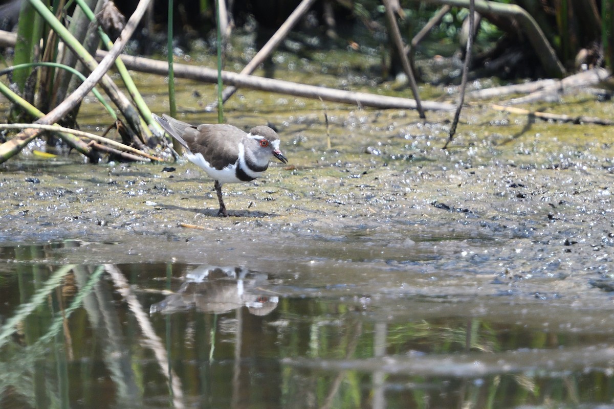Dreiband-Regenpfeifer - ML646131604