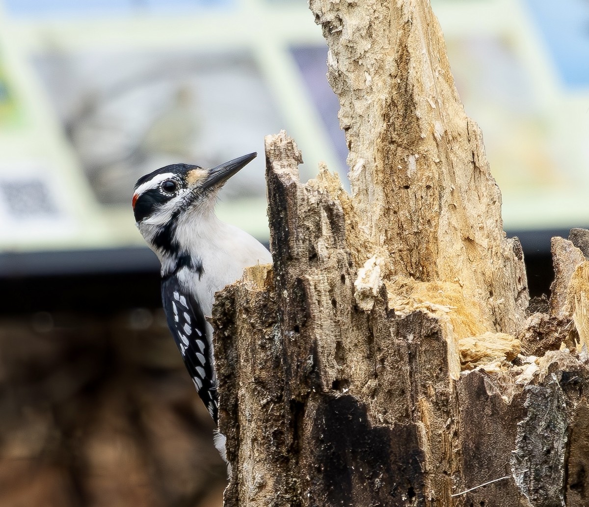 Hairy Woodpecker - ML646131609