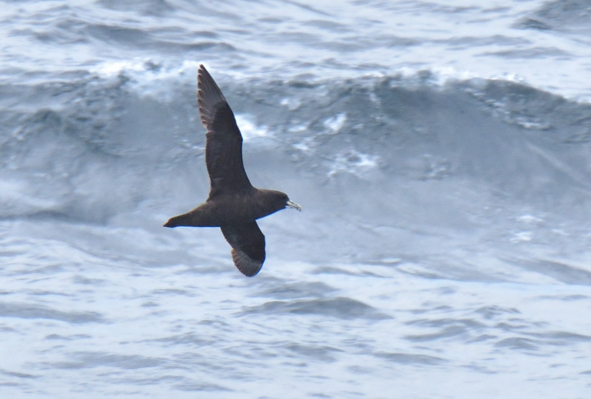 Pardela Gorjiblanca - ML646131610