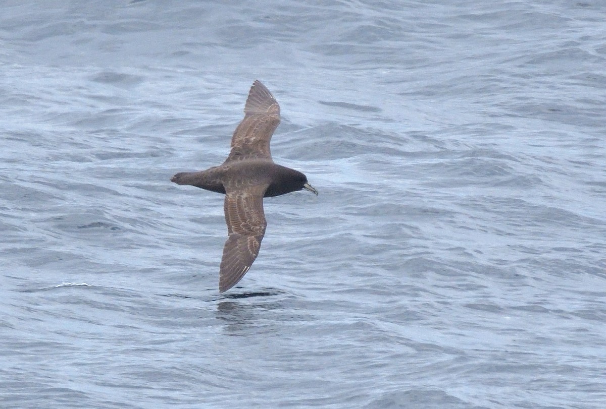 Pardela Gorjiblanca - ML646131611