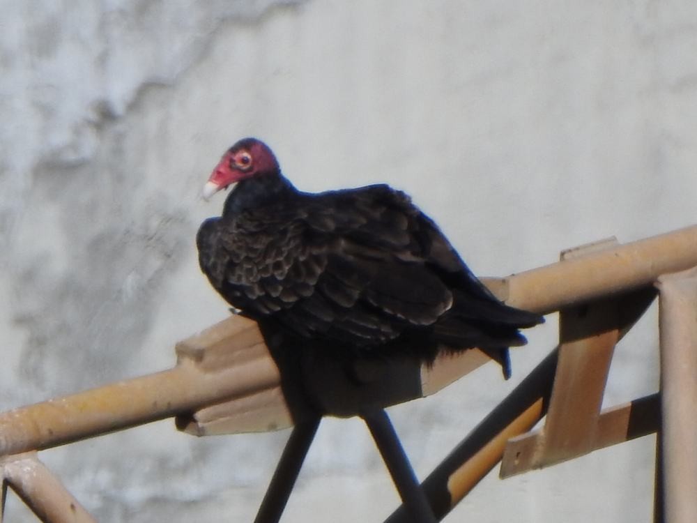 Turkey Vulture - ML646131612