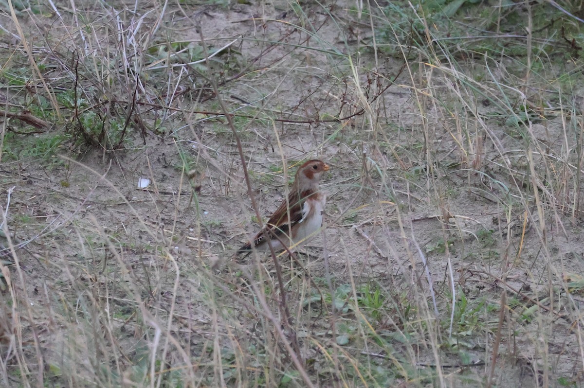 Snow Bunting - ML646131616