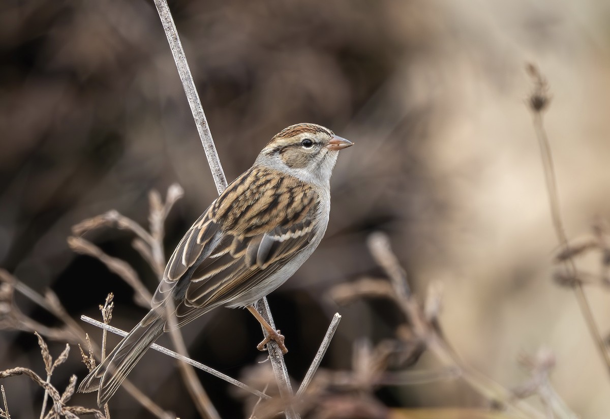 Chipping Sparrow - ML646131617