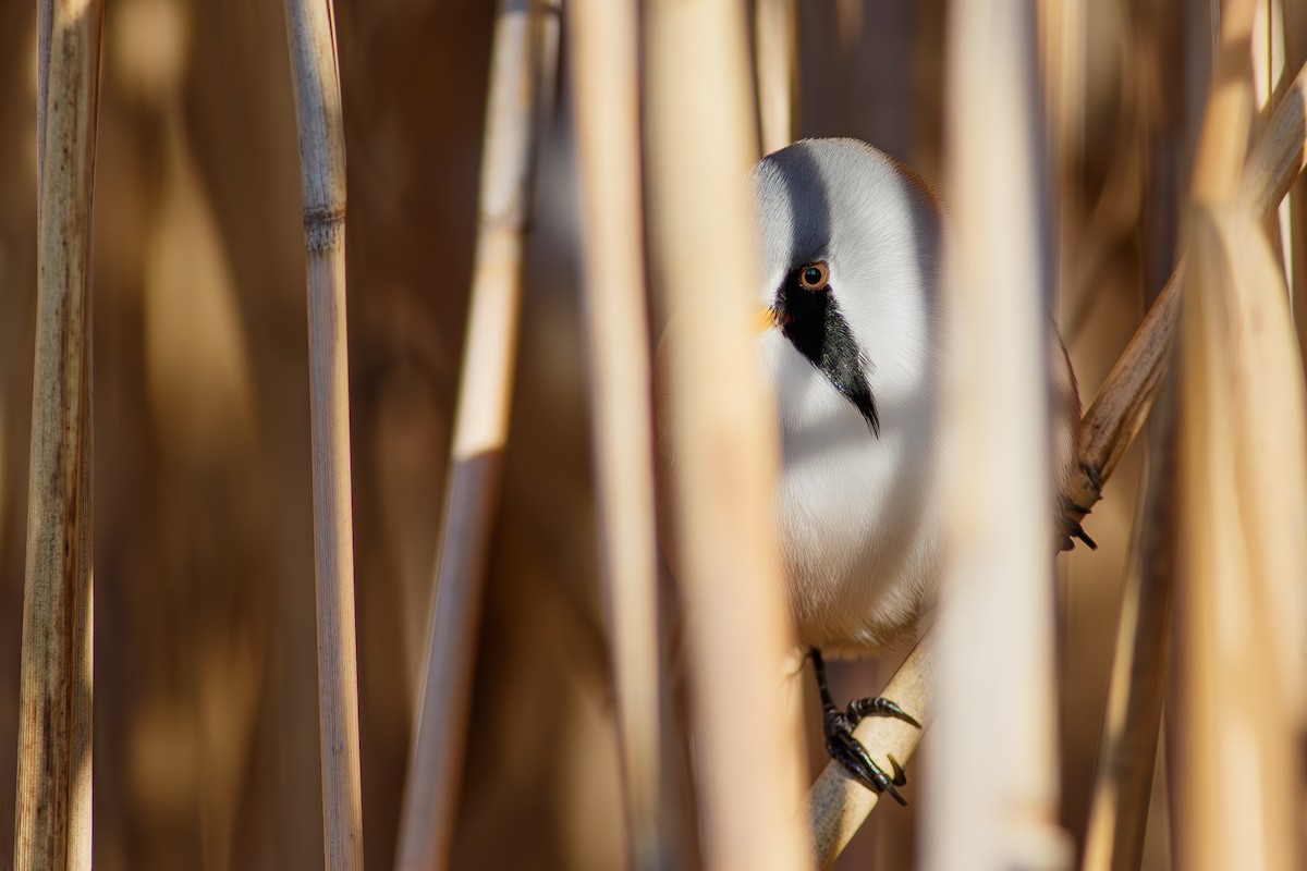 Bearded Reedling - ML646131621