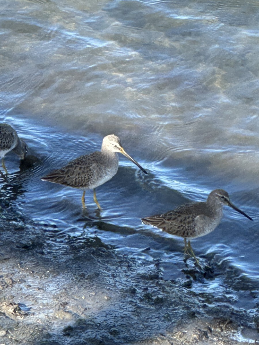 Long-billed Dowitcher - ML646131622