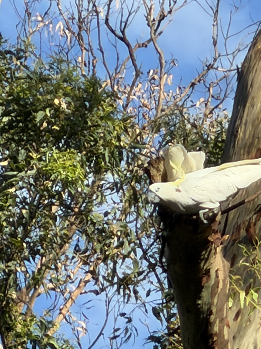 Sulphur-crested Cockatoo - ML646131625