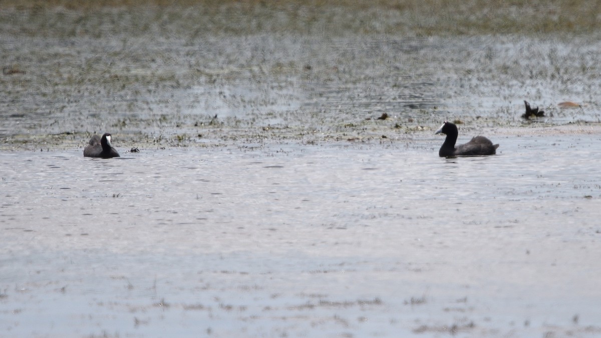 Red-knobbed Coot - ML646131629
