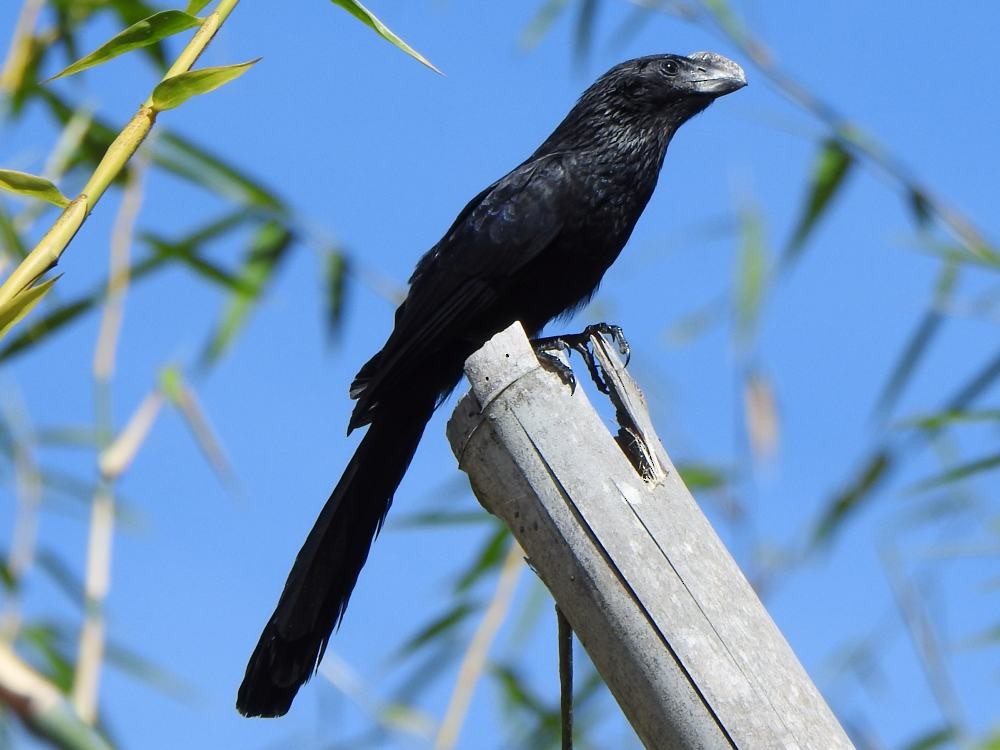 Smooth-billed Ani - ML646131632