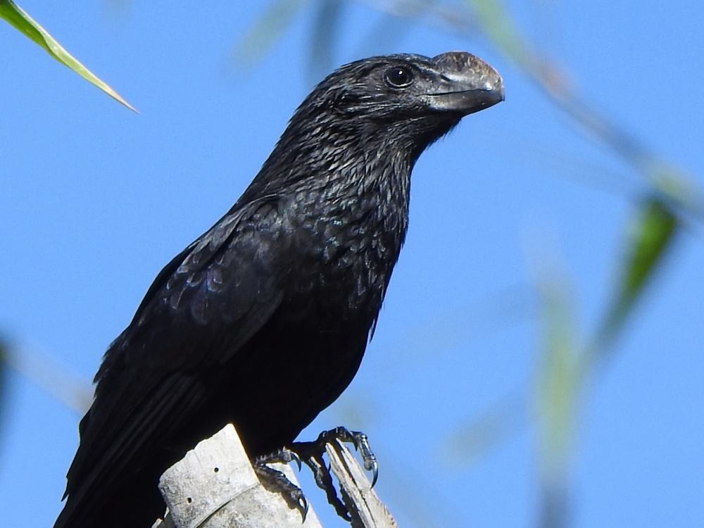 Smooth-billed Ani - ML646131633
