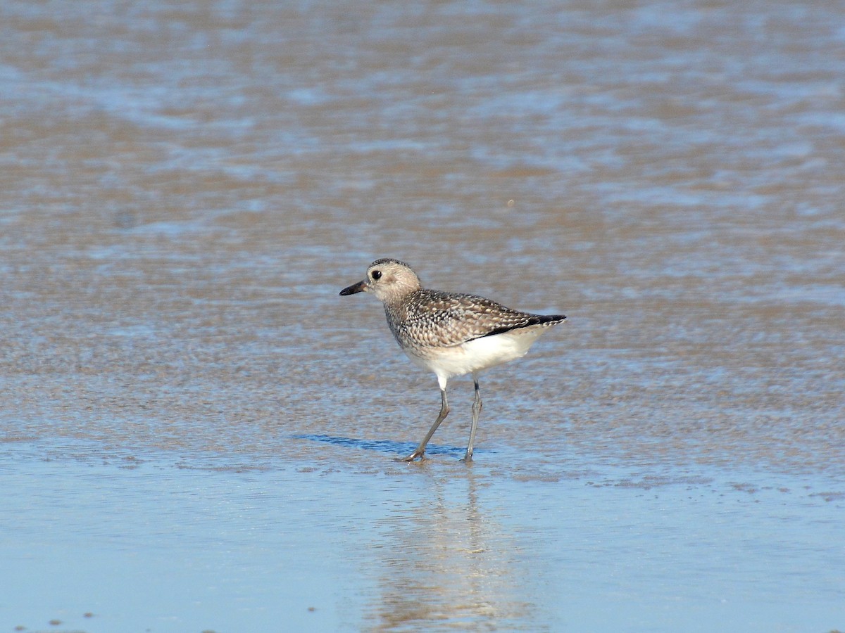 Chorlito Gris - ML646131663