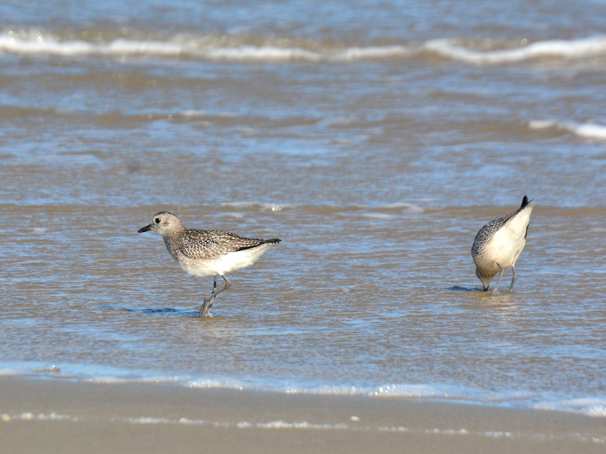 Chorlito Gris - ML646131664