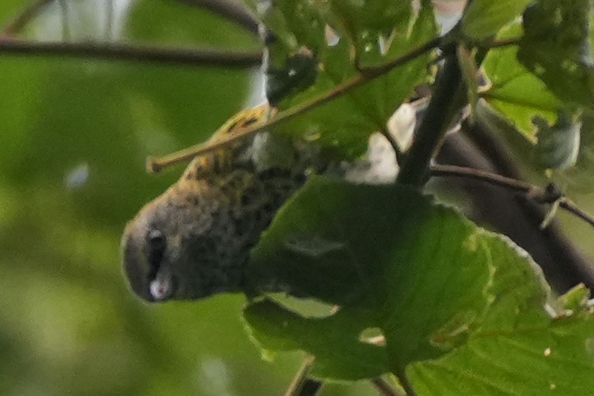 Spotted Tanager - ML646131665