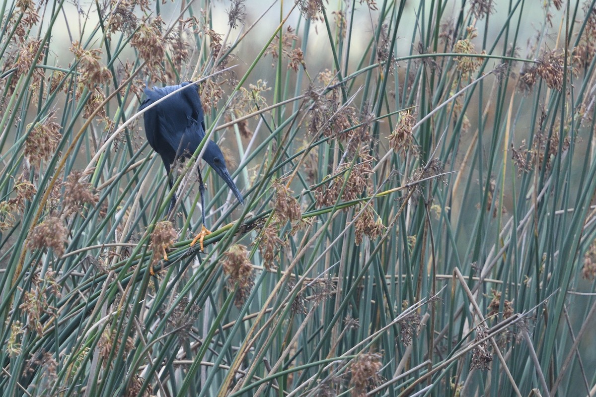 Black Heron - ML646131666