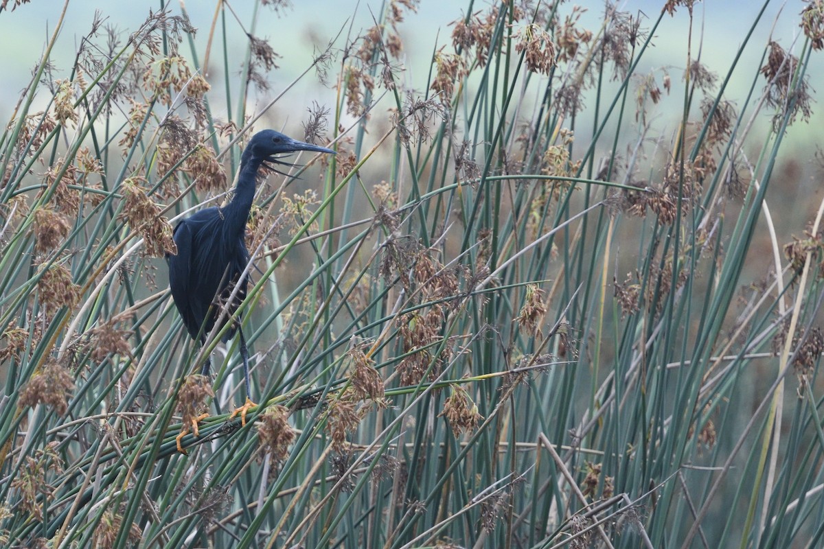 Black Heron - ML646131667