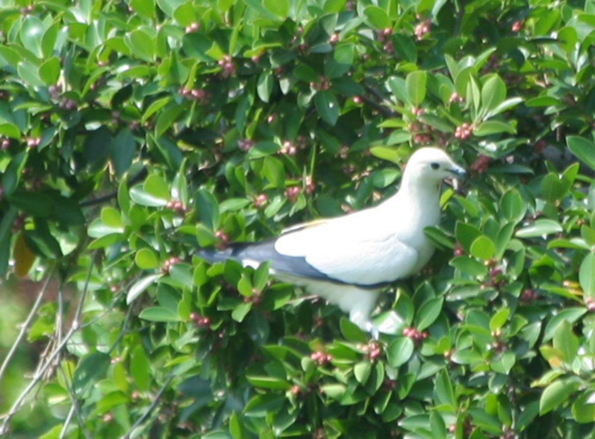 Pied Imperial-Pigeon - ML646131668