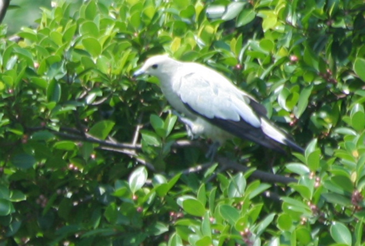 Pied Imperial-Pigeon - ML646131669