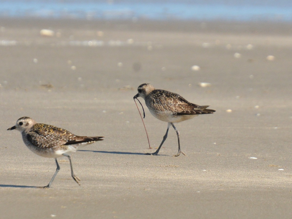 アメリカムナグロ - ML646131675