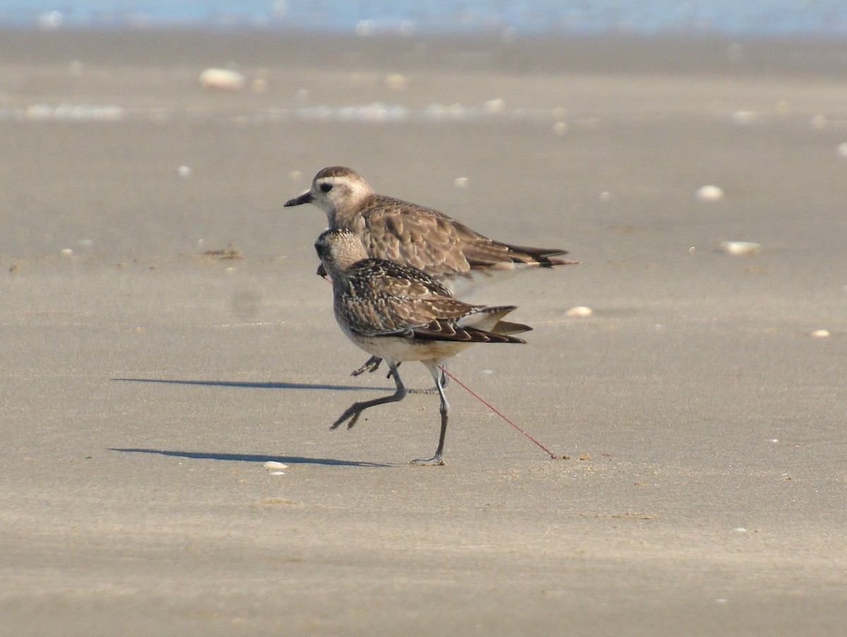 アメリカムナグロ - ML646131676