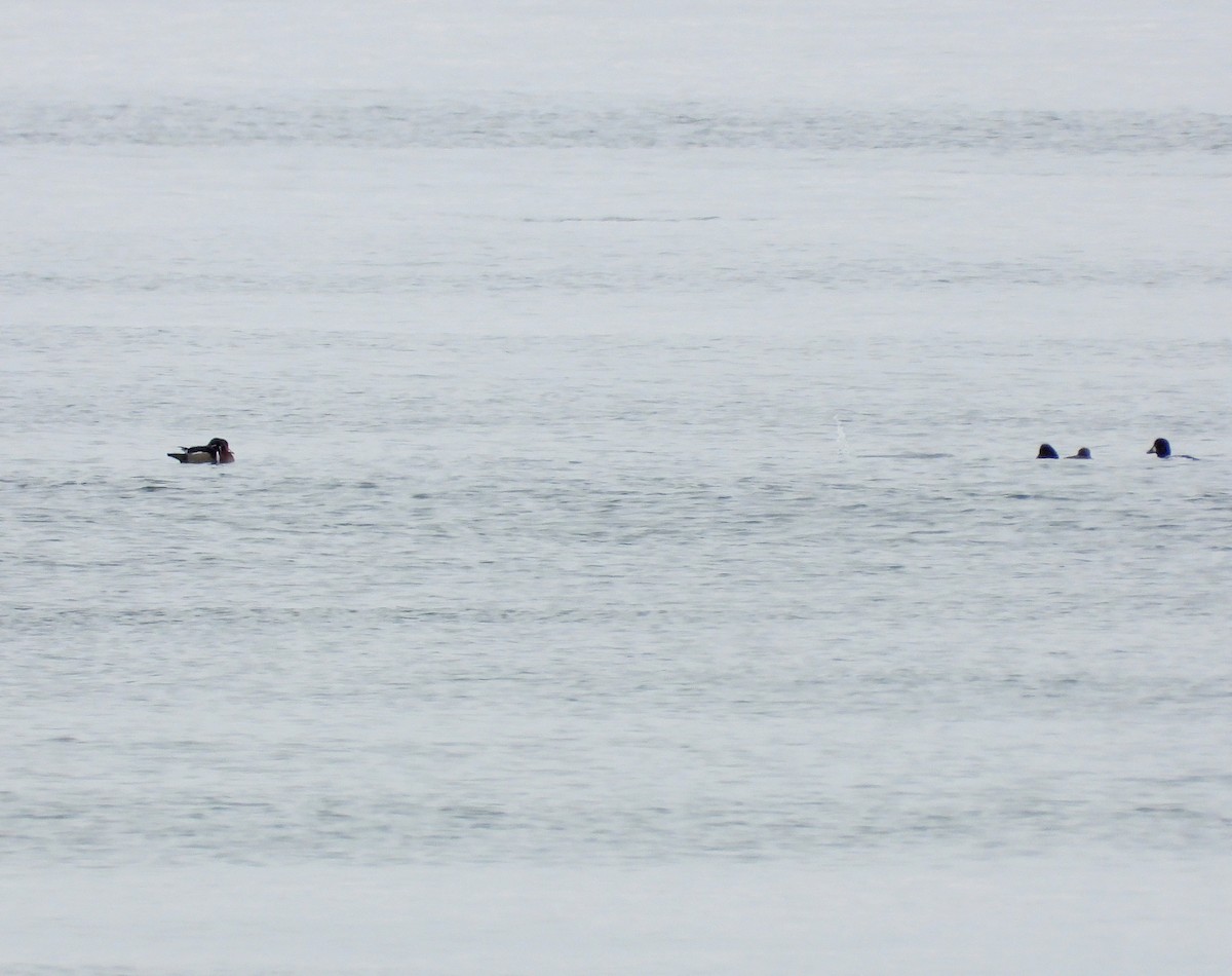 アメリカオシ - ML646131684