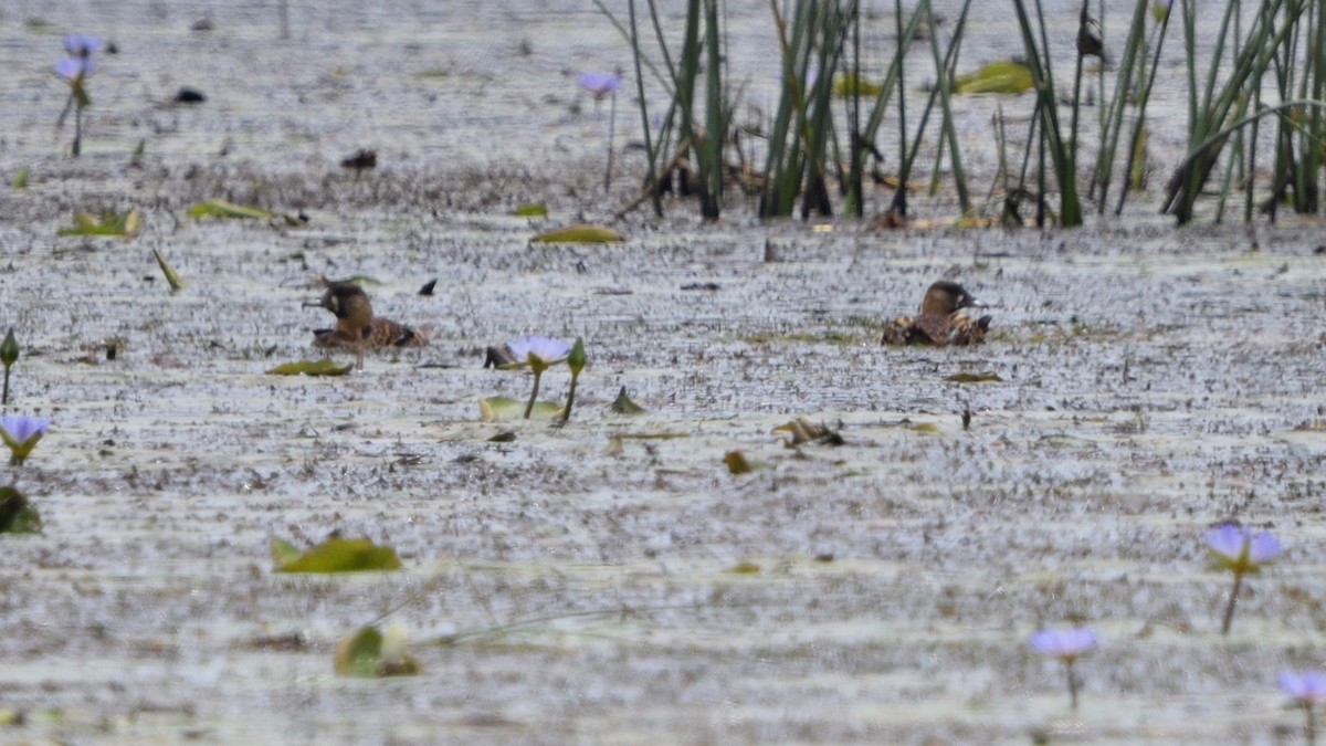White-backed Duck - ML646131695