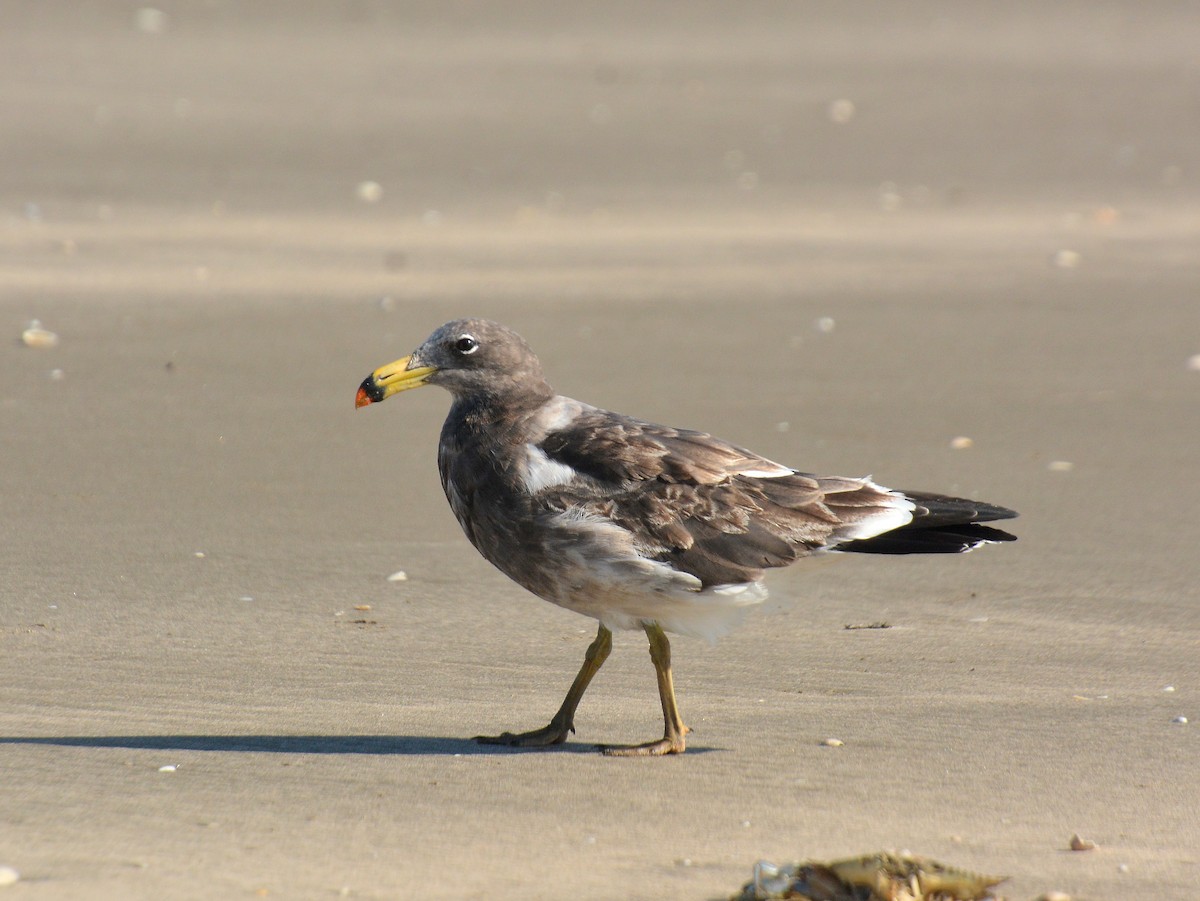 アルゼンチンカモメ - ML646131698