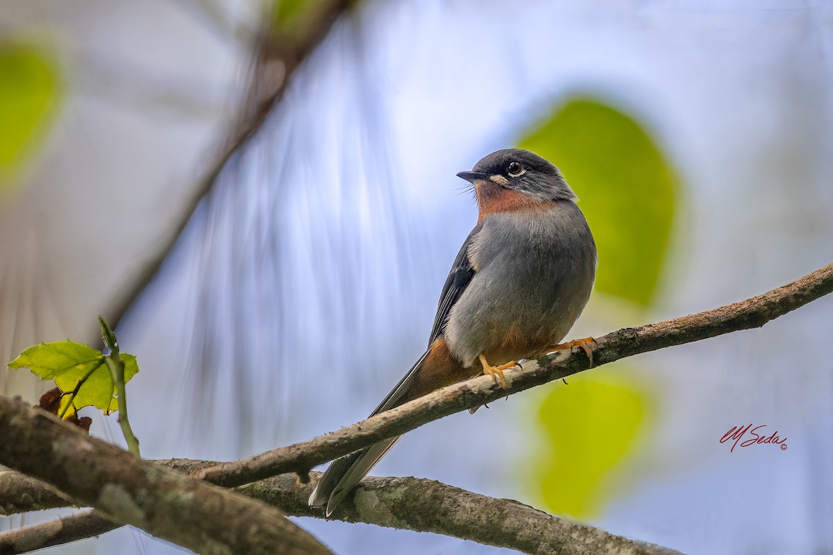 Красногорлый кларино - ML646131716