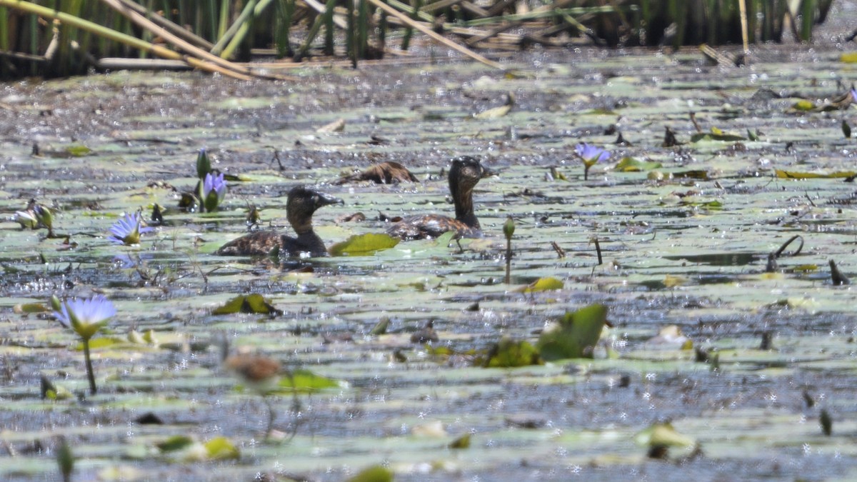 White-backed Duck - ML646131719