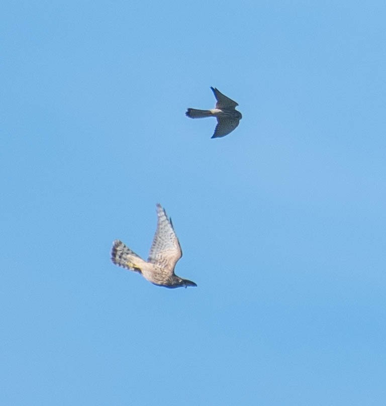 Eurasian Goshawk - ML646131724