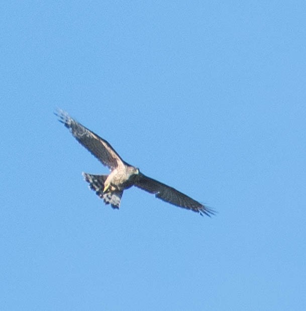 Eurasian Goshawk - ML646131725