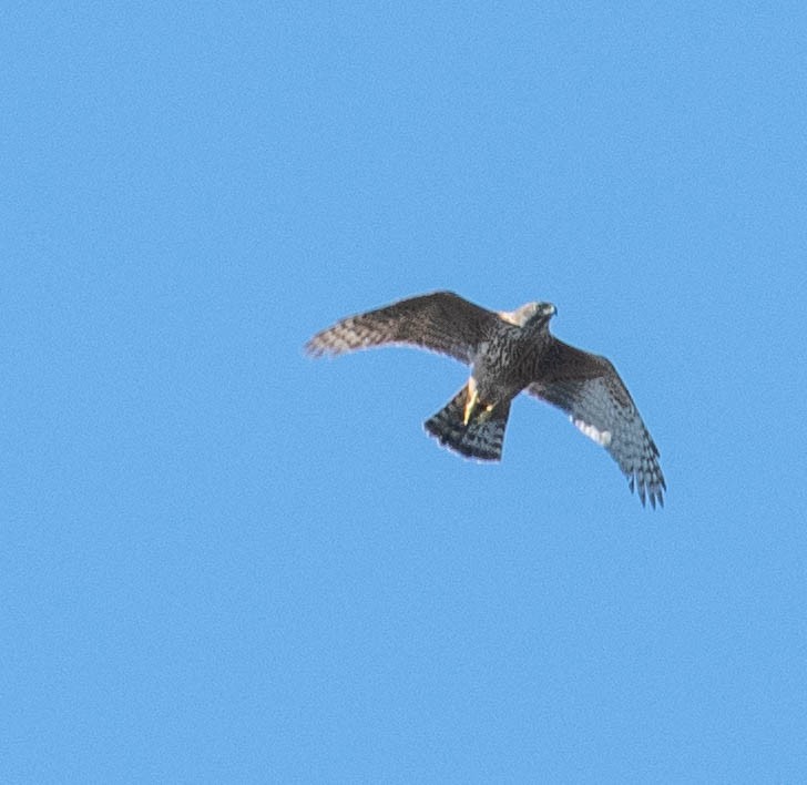 Eurasian Goshawk - ML646131726