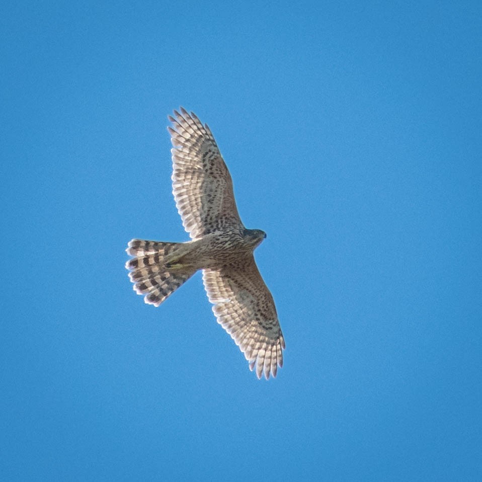 Eurasian Goshawk - ML646131727