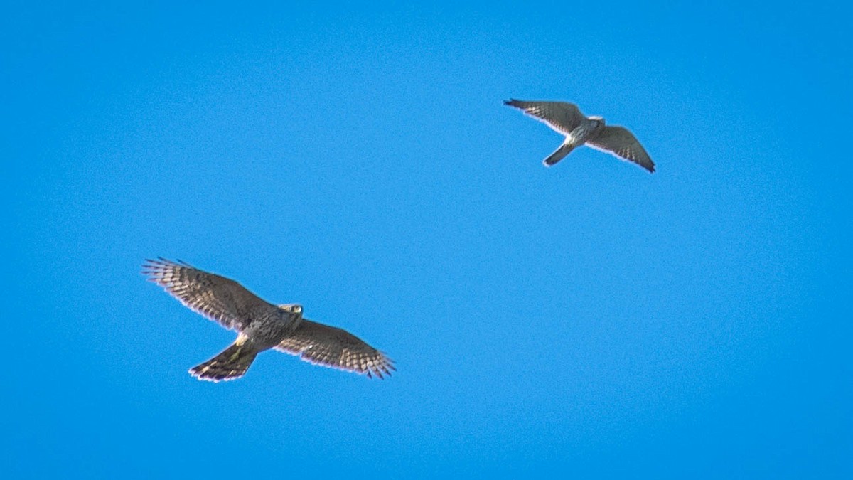 Eurasian Goshawk - ML646131728