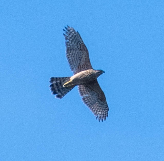 Eurasian Goshawk - ML646131729