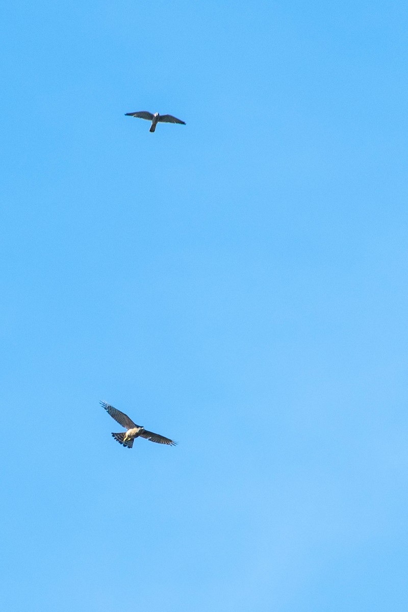 Eurasian Goshawk - ML646131730