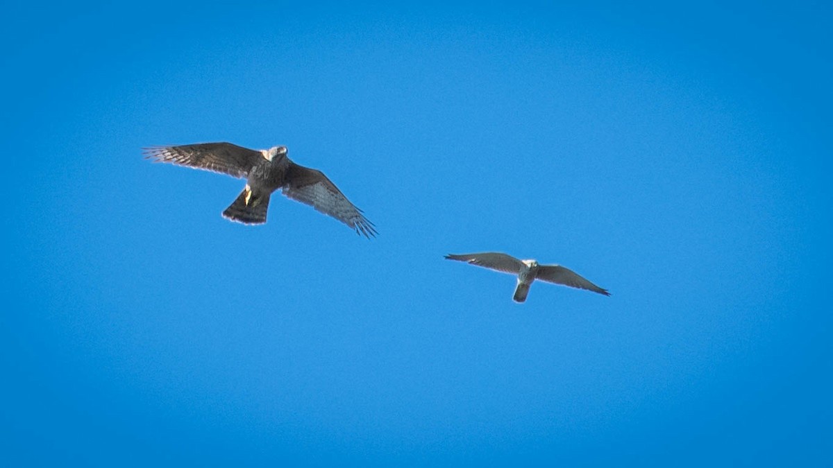Eurasian Goshawk - ML646131731