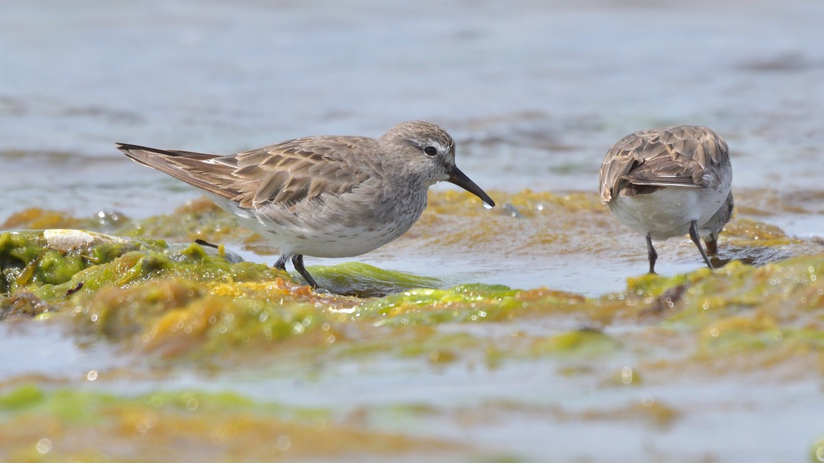 Бонапартов песочник - ML646131733