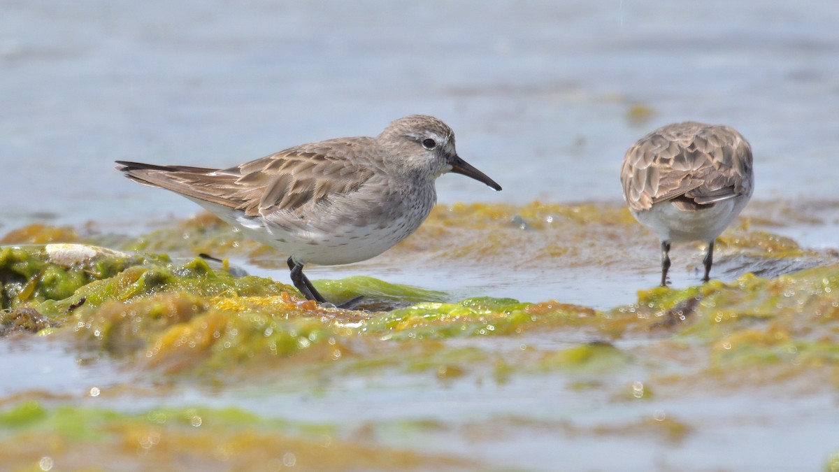 Бонапартов песочник - ML646131734