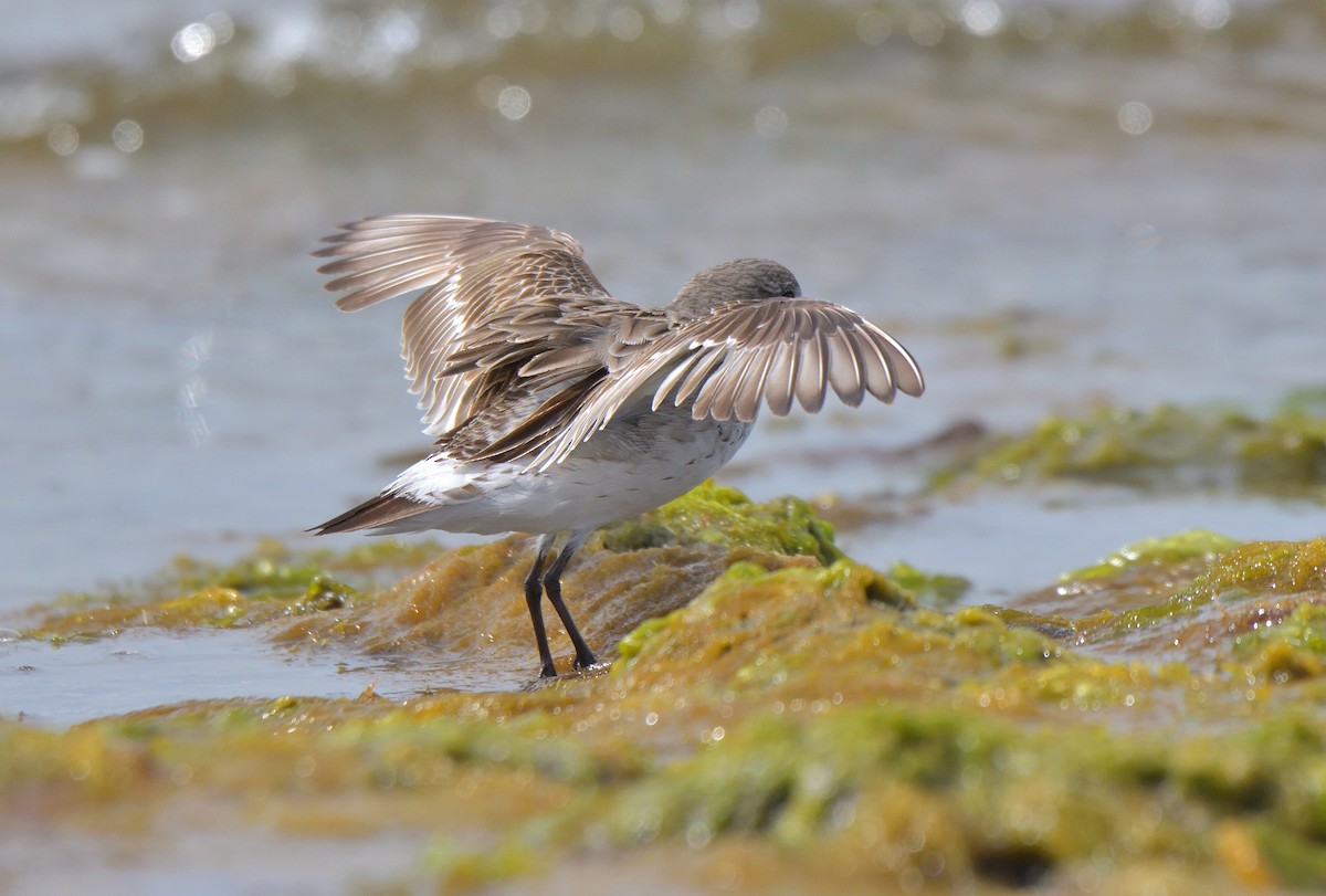 Бонапартов песочник - ML646131735