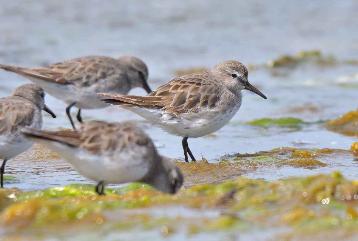 Бонапартов песочник - ML646131736