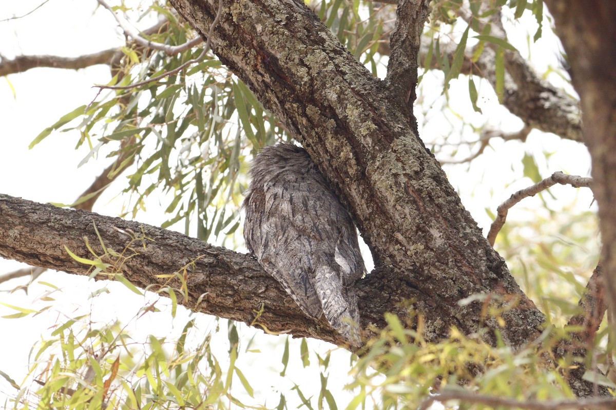 Исполинский лягушкорот - ML646131737