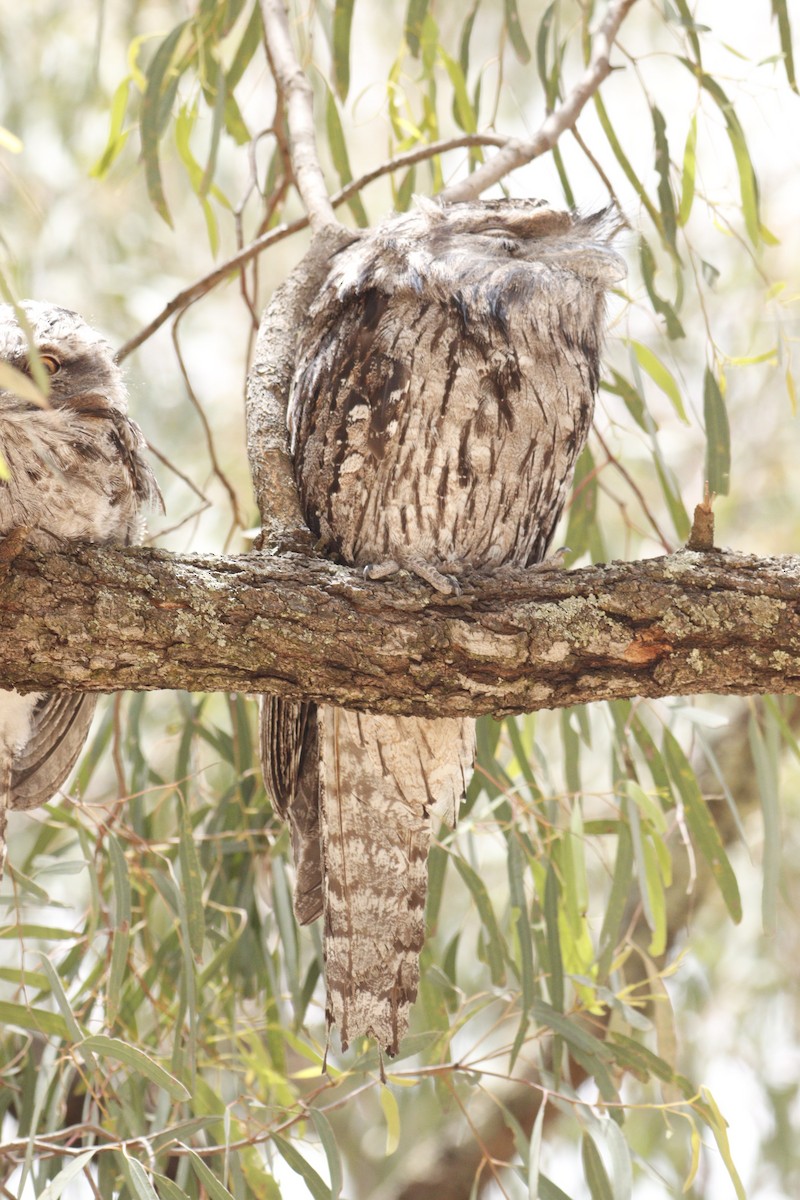 Исполинский лягушкорот - ML646131738