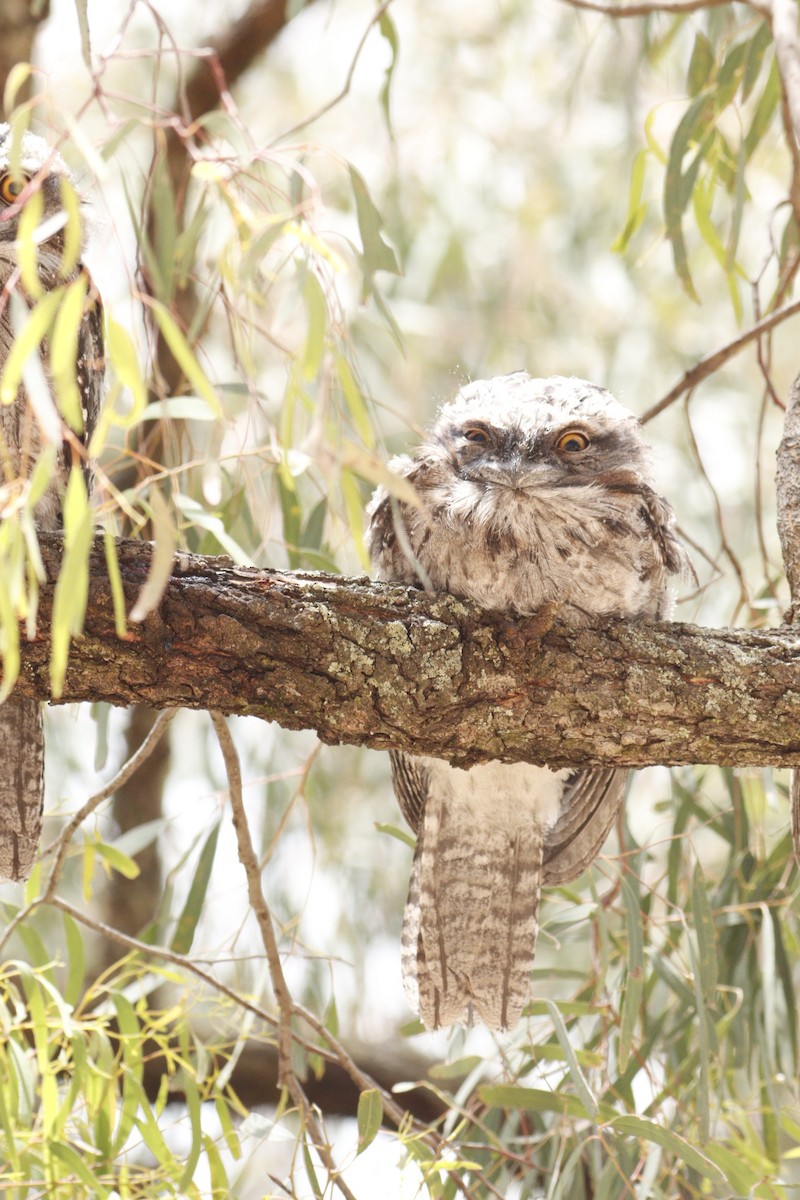 Исполинский лягушкорот - ML646131739