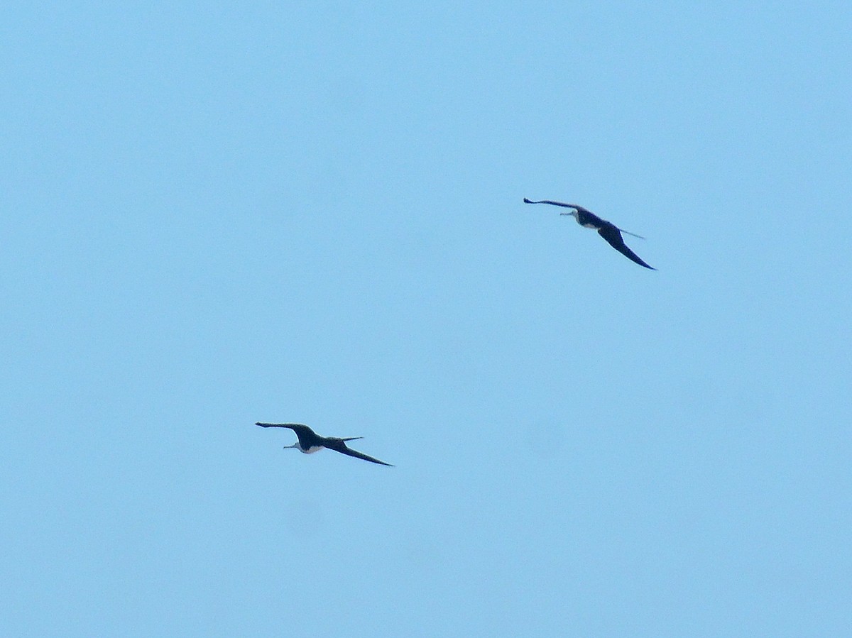 Великолепный фрегат - ML646131740