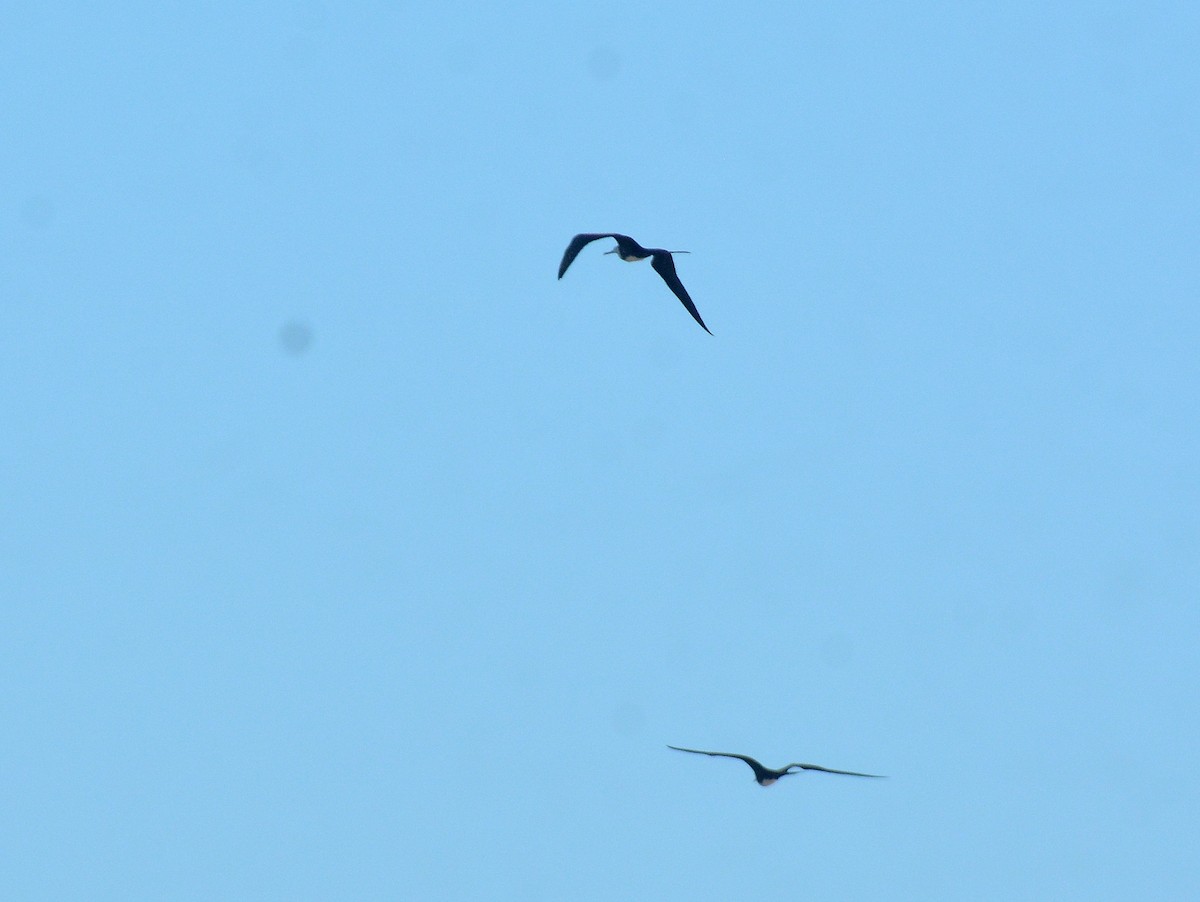 Великолепный фрегат - ML646131741