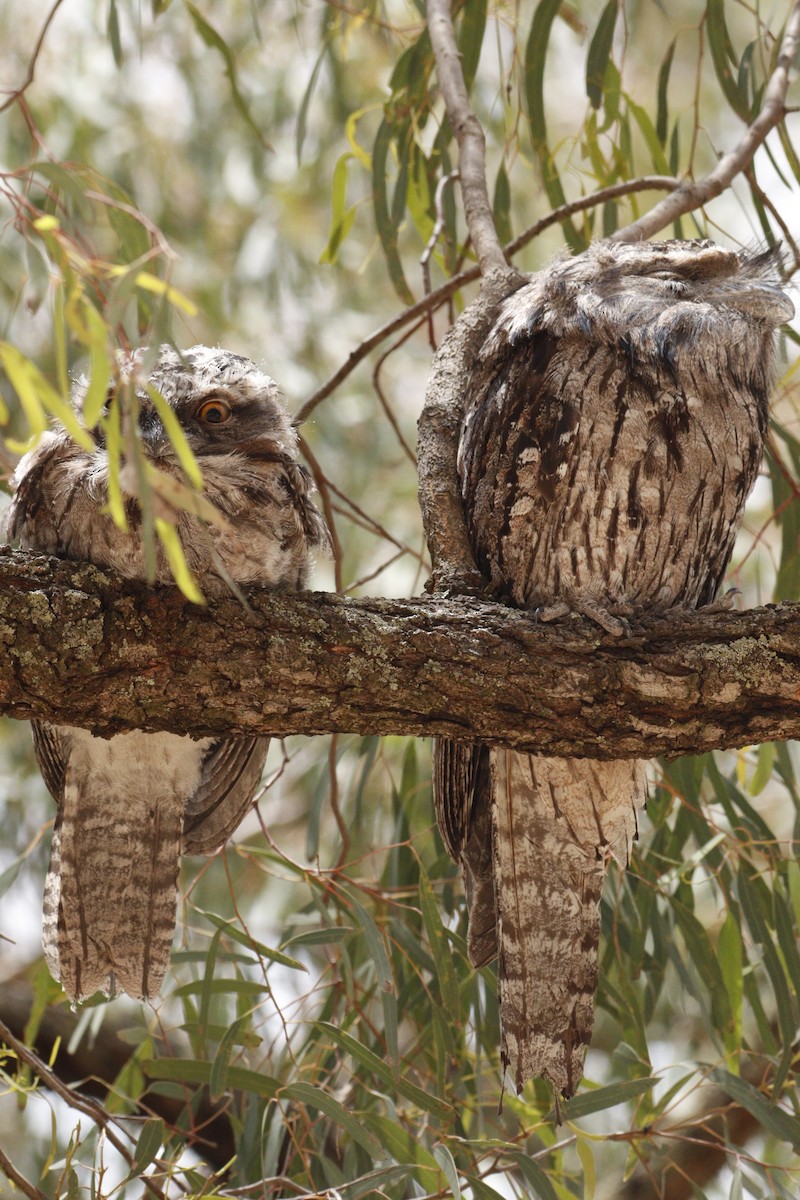 Исполинский лягушкорот - ML646131742