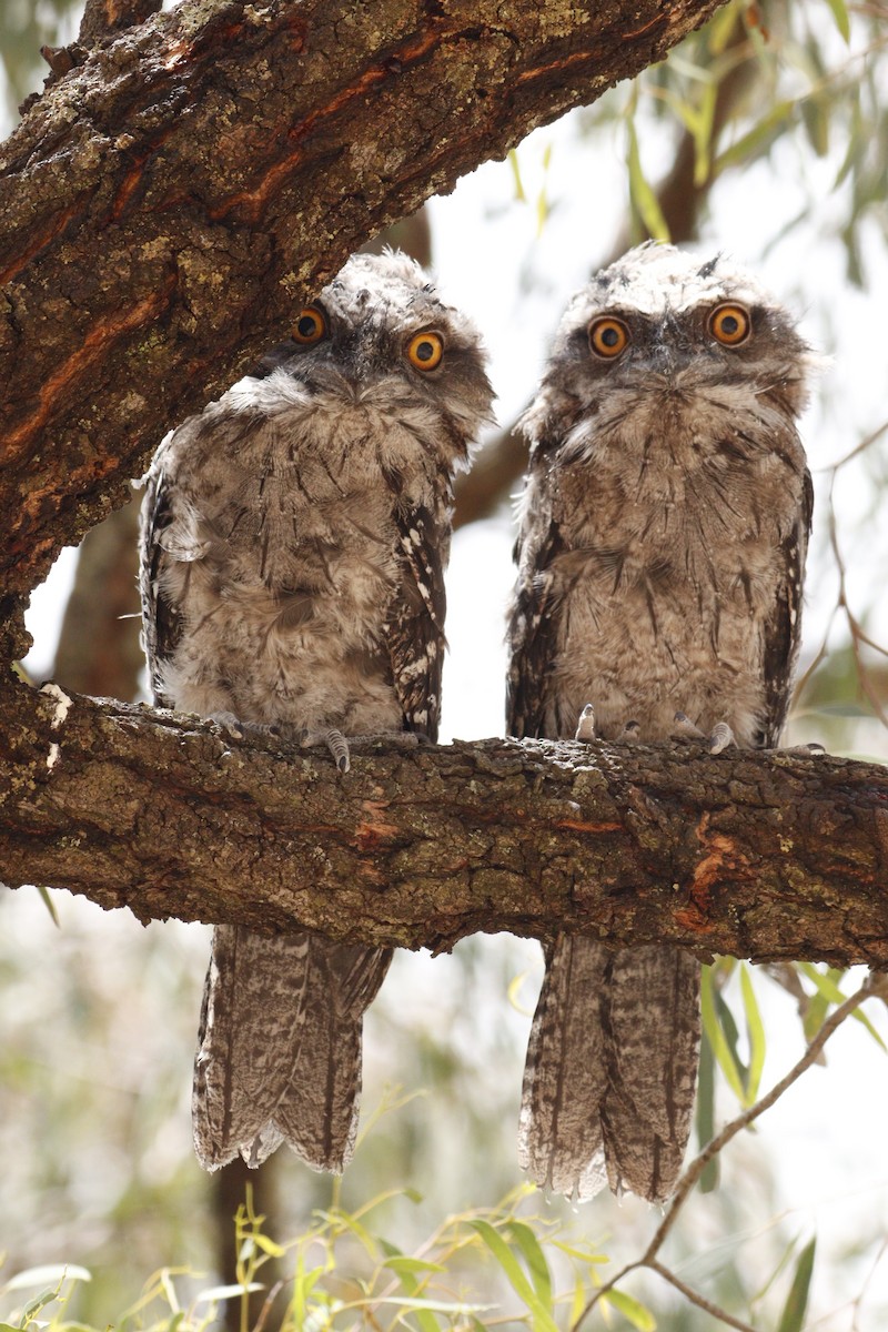 Исполинский лягушкорот - ML646131744